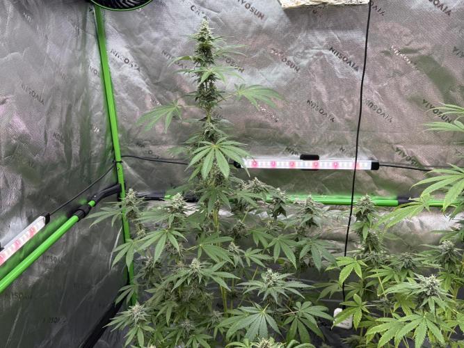 Tropic Gem Texas Green House Grow. Week 11