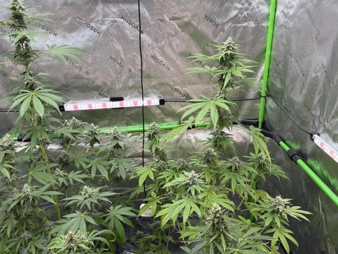 Tropic Gem Texas Green House Grow. Week 11