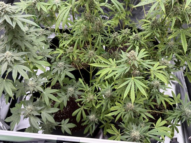 Tropic Gem Texas Green House Grow. Week 11