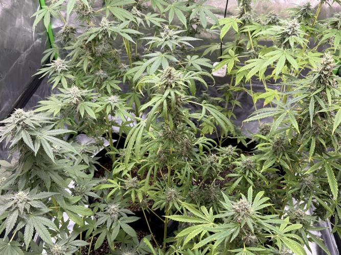 Tropic Gem Texas Green House Grow. Week 11