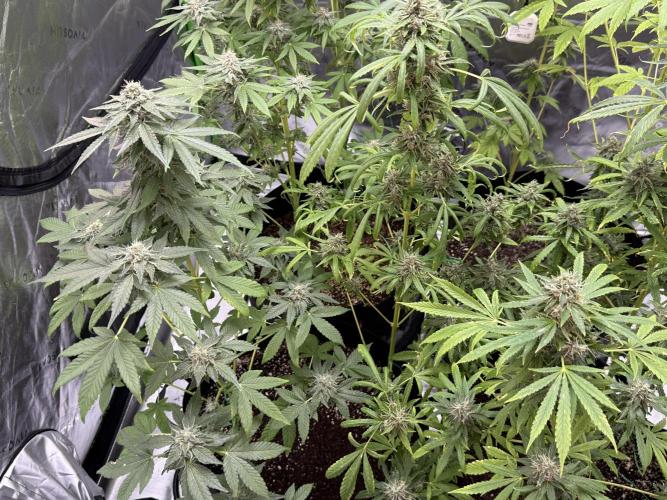 Tropic Gem Texas Green House Grow. Week 11