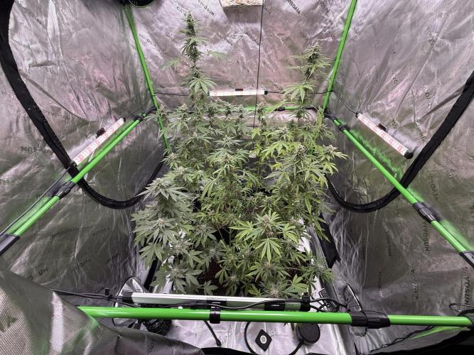 Tropic Gem Texas Green House Grow. Week 11