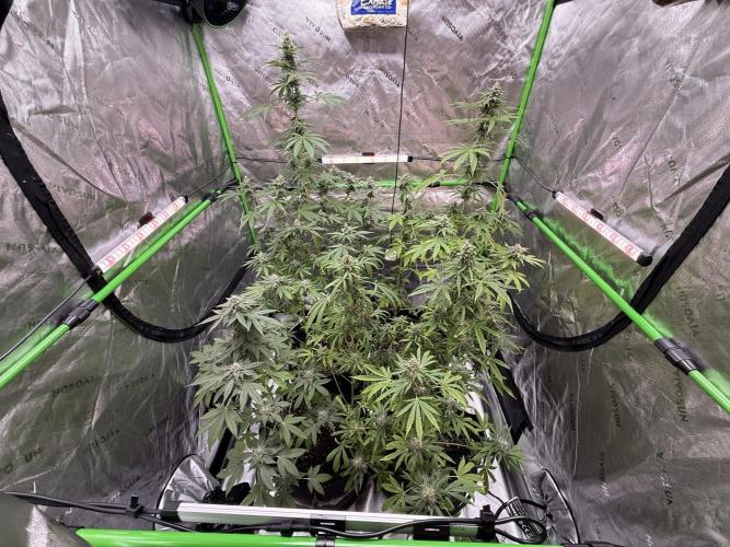 Tropic Gem Texas Green House Grow. Week 11