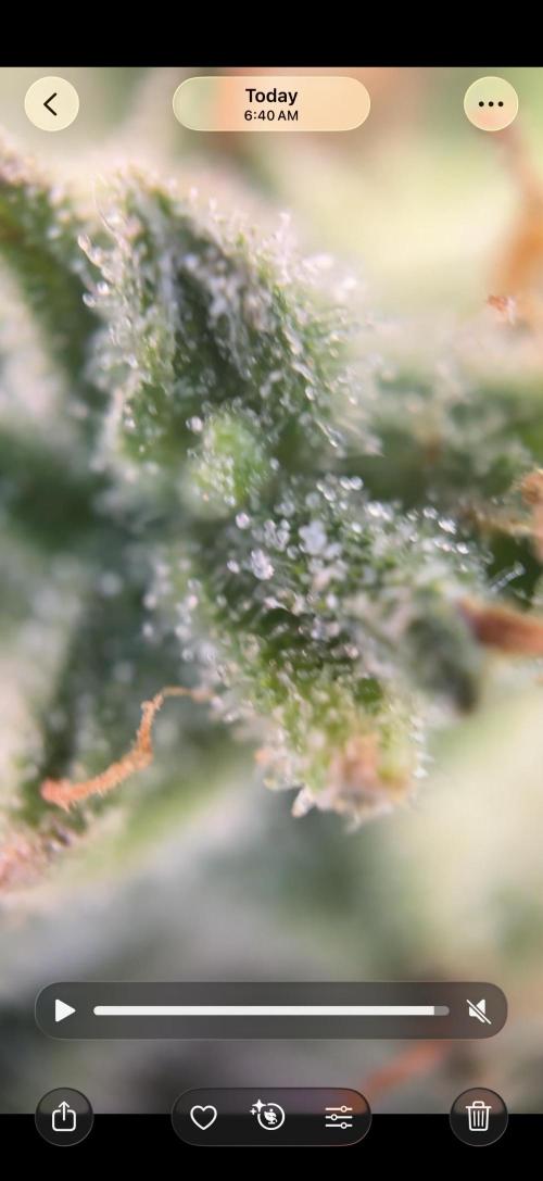 Tropic Gem Texas Green House Grow. Week 11