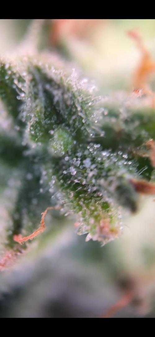 Tropic Gem Texas Green House Grow. Week 11