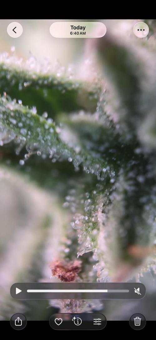 Tropic Gem Texas Green House Grow. Week 11