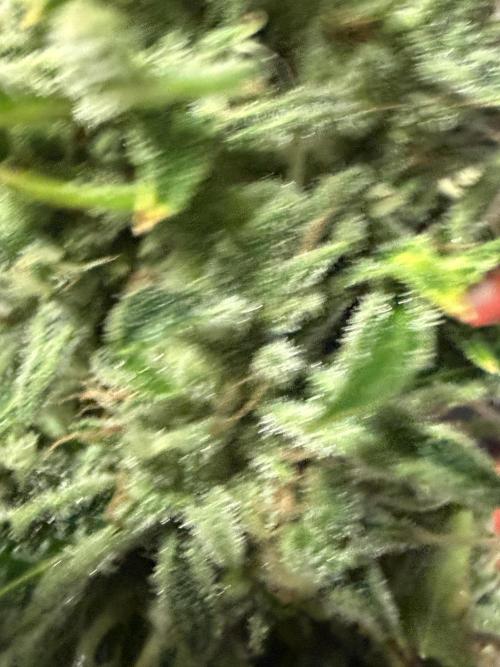 Tropic Gem Texas Green House Grow. Week 11