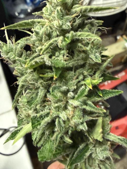Tropic Gem Texas Green House Grow. Week 11