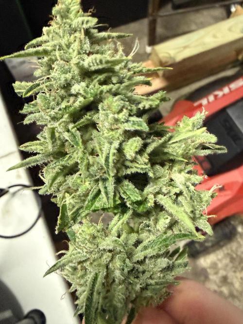 Tropic Gem Texas Green House Grow. Week 11