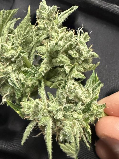 Tropic Gem Texas Green House Grow. Week 11