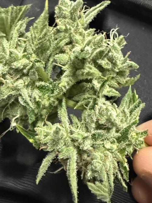 Tropic Gem Texas Green House Grow. Week 11
