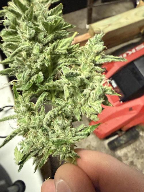 Tropic Gem Texas Green House Grow. Week 11