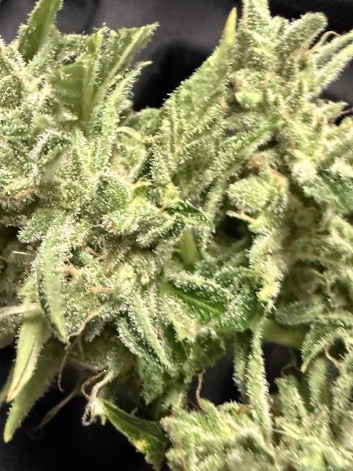 Tropic Gem Texas Green House Grow. Week 11