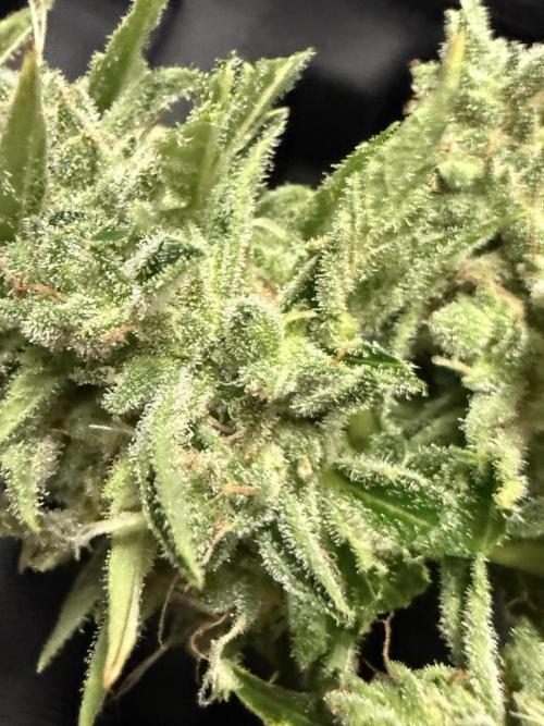 Tropic Gem Texas Green House Grow. Week 11