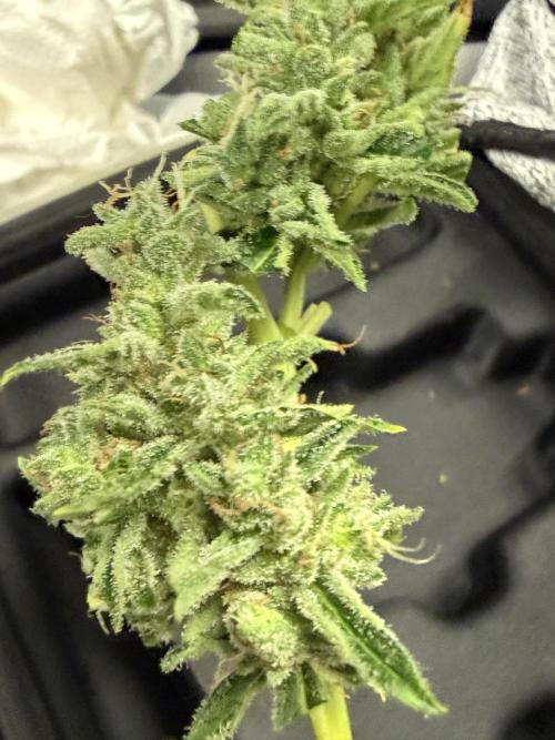Tropic Gem Texas Green House Grow. Week 11