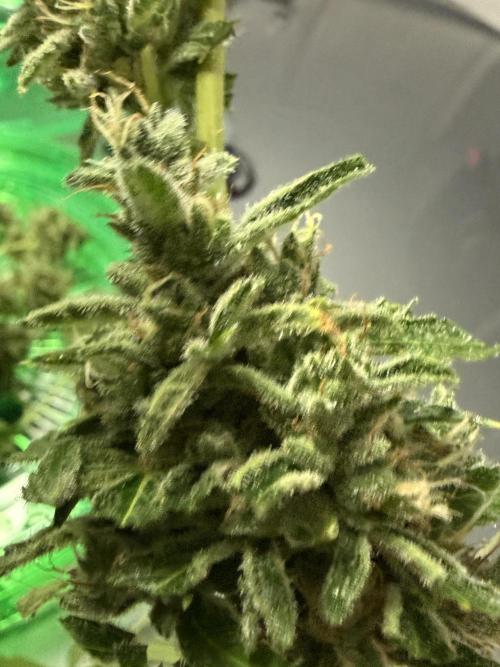 Tropic Gem Texas Green House Grow. Week 11