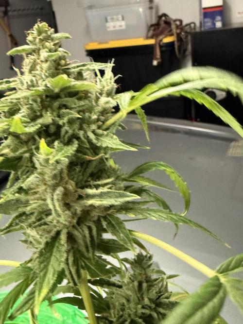 Tropic Gem Texas Green House Grow. Week 11