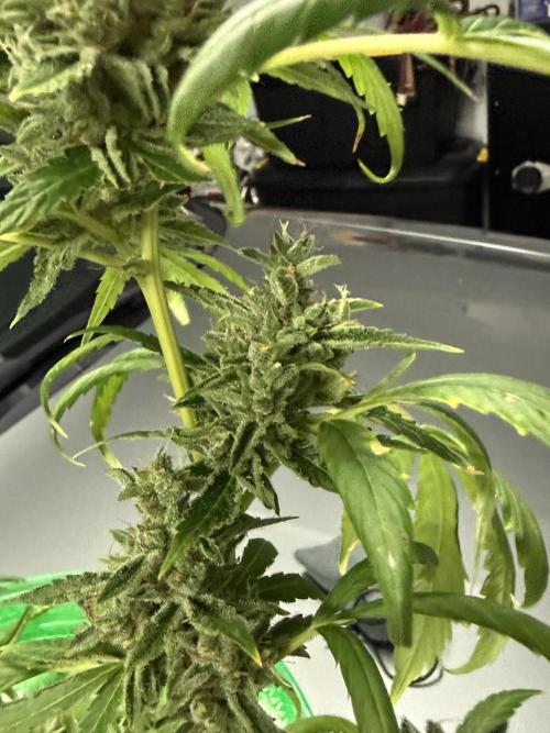 Tropic Gem Texas Green House Grow. Week 11