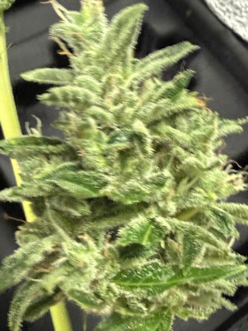 Tropic Gem Texas Green House Grow. Week 11