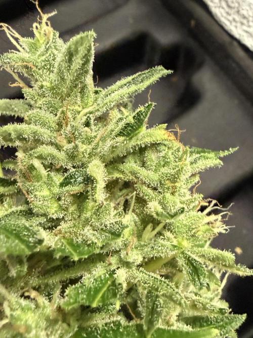 Tropic Gem Texas Green House Grow. Week 11