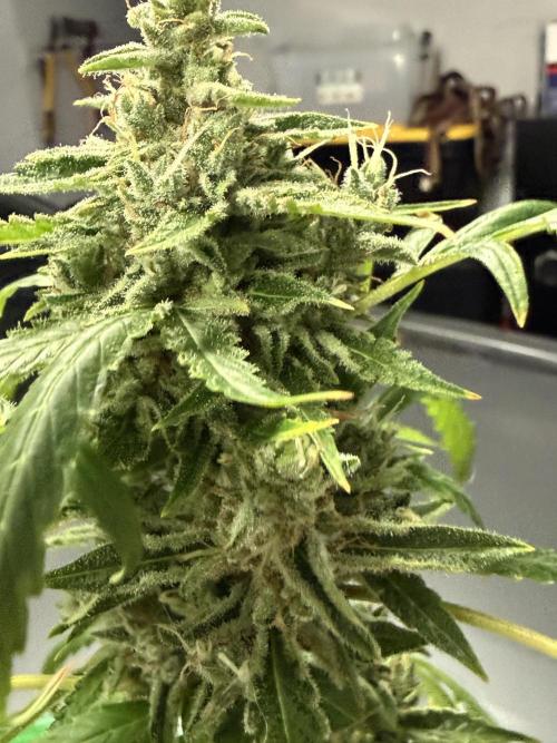 Tropic Gem Texas Green House Grow. Week 11