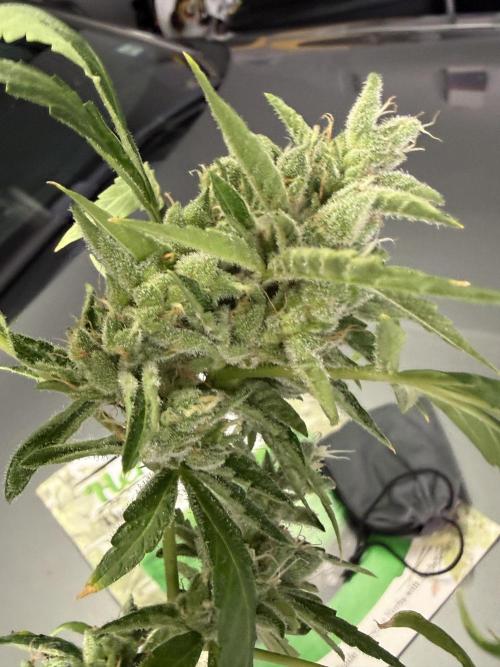 Tropic Gem Texas Green House Grow. Week 11