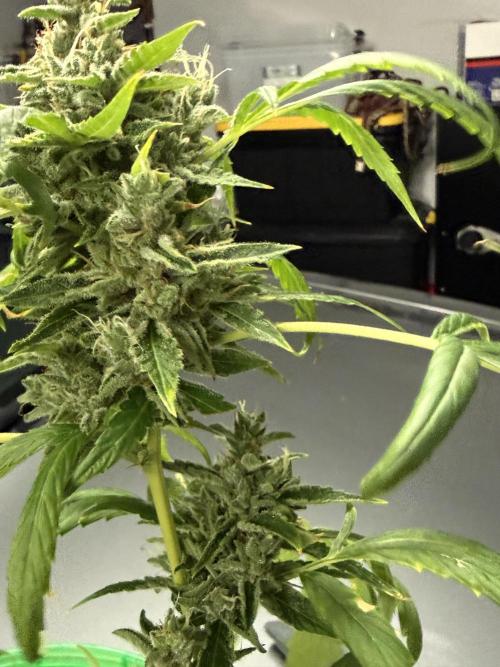 Tropic Gem Texas Green House Grow. Week 11