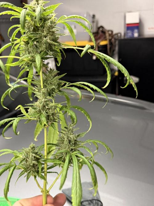 Tropic Gem Texas Green House Grow. Week 11