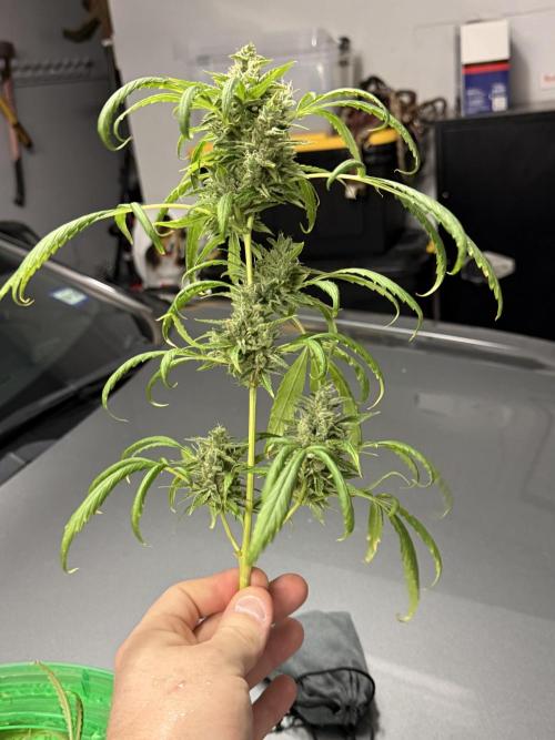 Tropic Gem Texas Green House Grow. Week 11