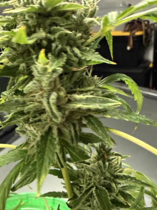 Tropic Gem Texas Green House Grow. Week 11