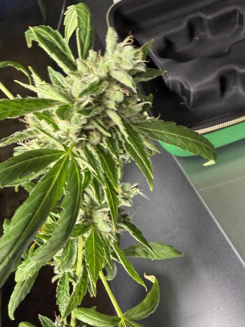 Tropic Gem Texas Green House Grow. Week 11