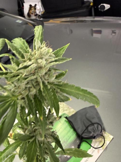 Tropic Gem Texas Green House Grow. Week 11