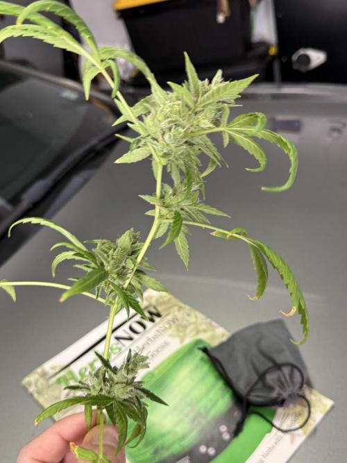 Tropic Gem Texas Green House Grow. Week 11