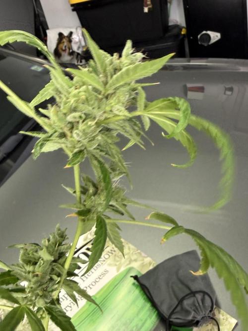 Tropic Gem Texas Green House Grow. Week 11