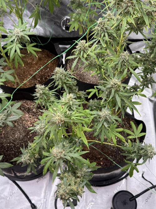 Tropic Gem Texas Green House Grow. Week 12