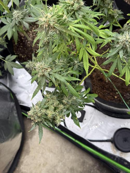 Tropic Gem Texas Green House Grow. Week 12
