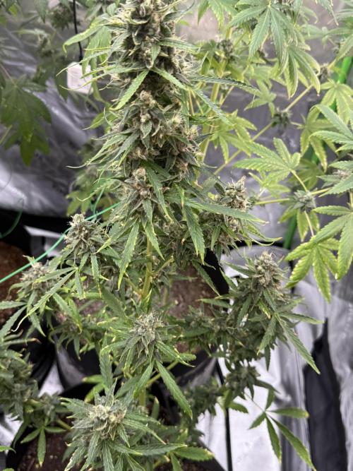 Tropic Gem Texas Green House Grow. Week 12
