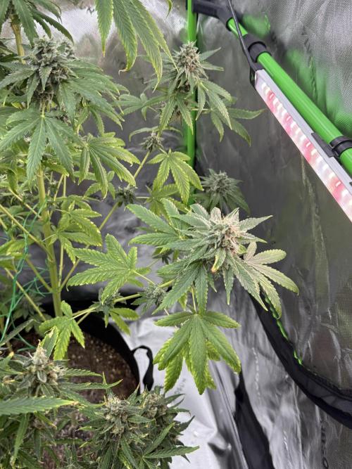 Tropic Gem Texas Green House Grow. Week 12