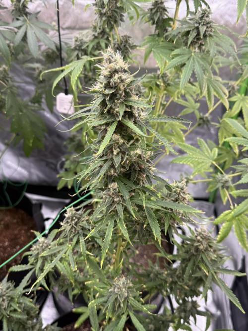 Tropic Gem Texas Green House Grow. Week 12