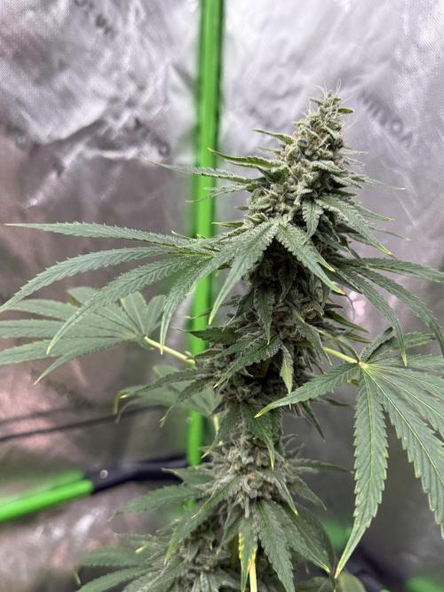 Tropic Gem Texas Green House Grow. Week 12