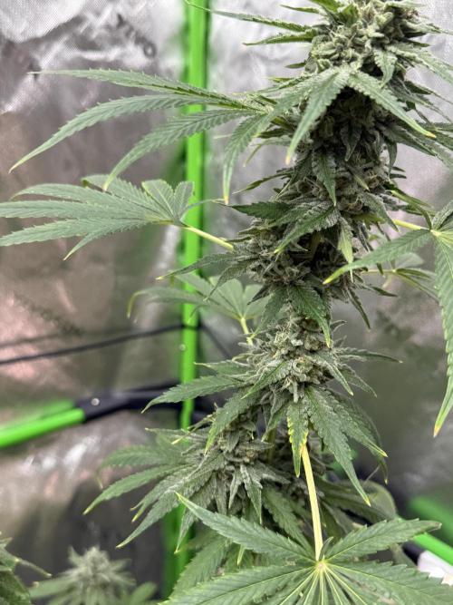 Tropic Gem Texas Green House Grow. Week 12