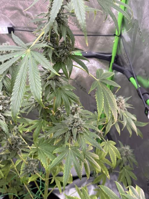 Tropic Gem Texas Green House Grow. Week 12