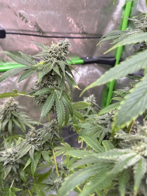 Tropic Gem Texas Green House Grow. Week 12