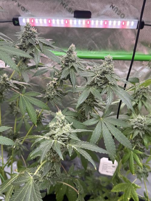 Tropic Gem Texas Green House Grow. Week 12
