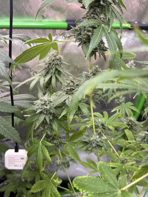 Tropic Gem Texas Green House Grow. Week 12