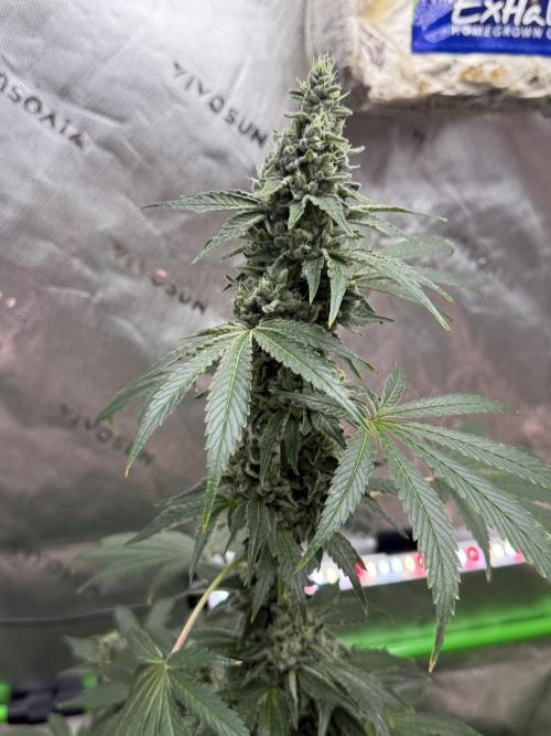 Tropic Gem Texas Green House Grow. Week 12