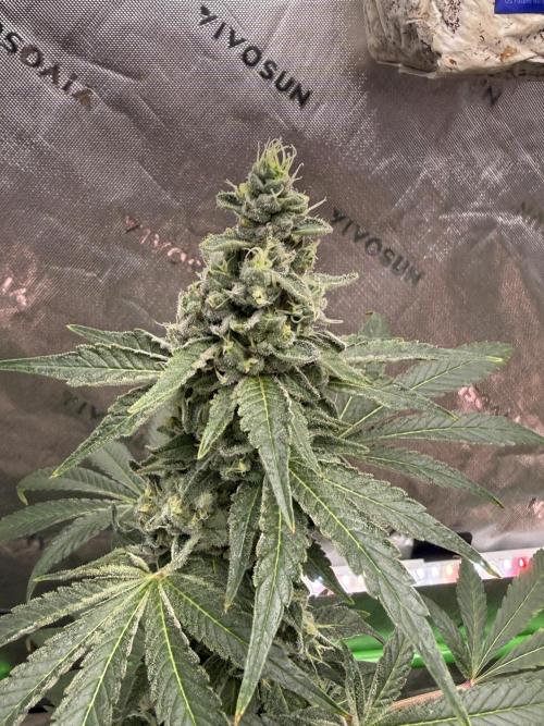 Tropic Gem Texas Green House Grow. Week 12