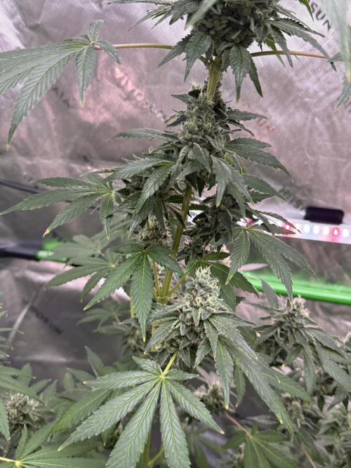 Tropic Gem Texas Green House Grow. Week 12