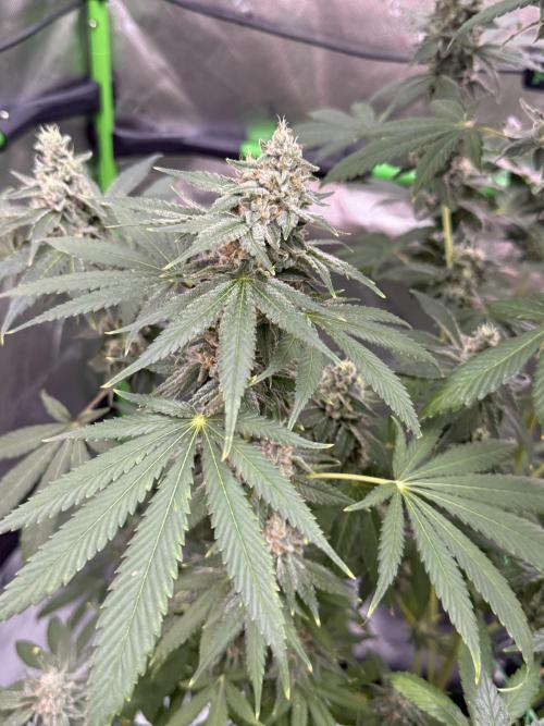 Tropic Gem Texas Green House Grow. Week 12