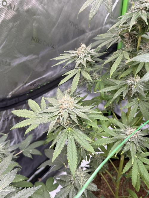 Tropic Gem Texas Green House Grow. Week 12